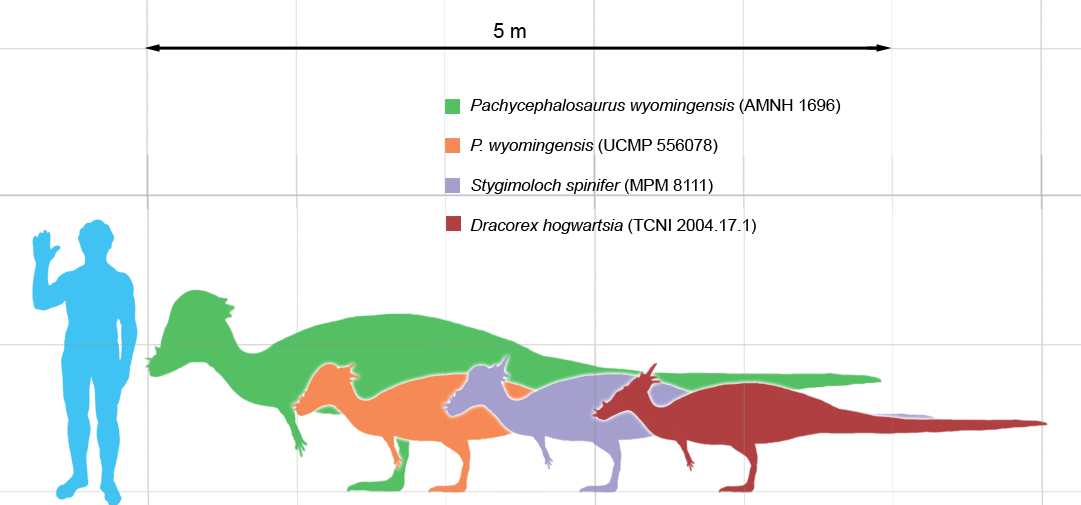 pachycephalosaurus-velikost